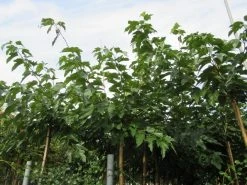 Zwarte Moerbei Als Boom (Morus Nigra) -Groene Wereld morus 2