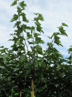 Zwarte Moerbei Als Boom (Morus Nigra) -Groene Wereld morus 3