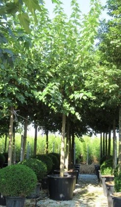 Zwarte Moerbei Als Boom (Morus Nigra) -Groene Wereld morus 4