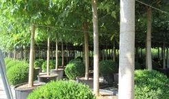 Zwarte Moerbei Als Boom (Morus Nigra) -Groene Wereld morus 5