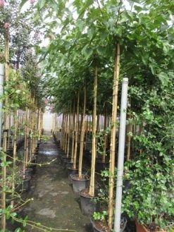 Zwarte Moerbei Als Boom (Morus Nigra) -Groene Wereld morus 8 10