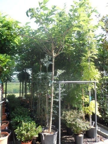 Dakmoerbei (Morus Alba 'Fruitless' ) 4 Dakmoerbei (Morus Alba 'Fruitless' ) - Afbeelding 2