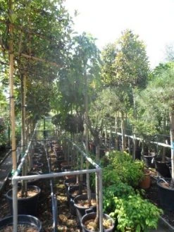 Moerbei Als Treurboom (Morus Alba 'Pendula') -Groene Wereld morus alba pendula 8 10 12ho cont 1