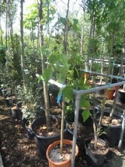 Moerbei Als Treurboom (Morus Alba 'Pendula') -Groene Wereld morus alba pendula halfstam c20 1