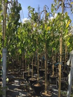 Moerbei Als Treurboom (Morus Alba 'Pendula') 18 Moerbei Als Treurboom (Morus Alba 'Pendula') -Groene Wereld morus laba pendula 8 10