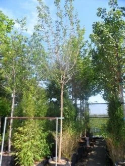 Zwarte Moerbei Als Boom (Morus Nigra) -Groene Wereld morus nigra 14 16ho cont