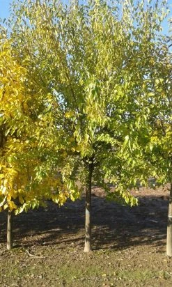 Zwarte Moerbei Als Boom (Morus Nigra) -Groene Wereld morus nigra 1