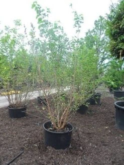 Zwarte Moerbei Als Boom (Morus Nigra) -Groene Wereld morus nigra 250 300 350 c160