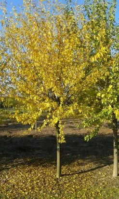 Zwarte Moerbei Als Boom (Morus Nigra) -Groene Wereld morus nigra 2