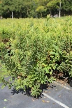 Gagel (Myrica Gale) -Groene Wereld myrica gale