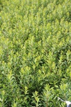 Gagel (Myrica Gale) -Groene Wereld myrica gale 1