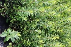 Gagel (Myrica Gale) -Groene Wereld myrica gale 2