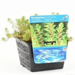 Diamantkruid (Myriophyllum 'Red Stem') -Groene Wereld myriophyllum brasil. s 1