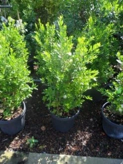 Dwergmirte (Myrtus Communis 'Tarentina') -Groene Wereld myrtus communis c10