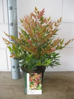 Hemelse Bamboe (Nandina Domestica 'Gulf Stream') -Groene Wereld nandina dom. gulfstream c2 26 07 2017