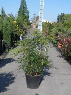 Hemelse Bamboe (Nandina Domestica) -Groene Wereld nandina domestica 100 125 c35