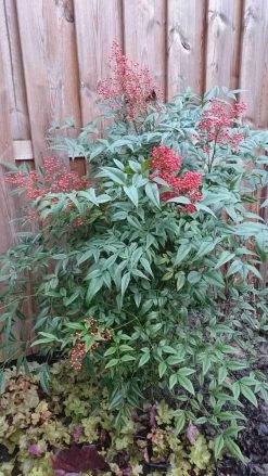 Hemelse Bamboe (Nandina Domestica) -Groene Wereld nandina domestica 1