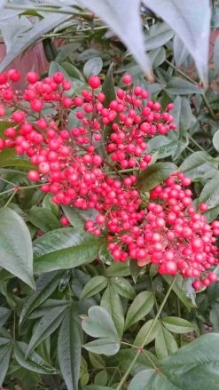 Hemelse Bamboe (Nandina Domestica) -Groene Wereld nandina domestica 2