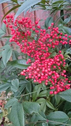 Hemelse Bamboe (Nandina Domestica) -Groene Wereld nandina domestica 3