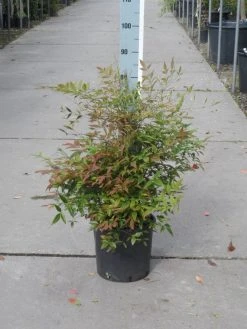 Hemelse Bamboe (Nandina Domestica) -Groene Wereld nandina domestica 50 60 c10