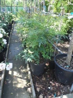 Hemelse Bamboe (Nandina Domestica) -Groene Wereld nandina domestica 60 80 c15 18