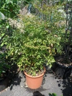 Hemelse Bamboe (Nandina Domestica) -Groene Wereld nandina domestica 80 100 c25