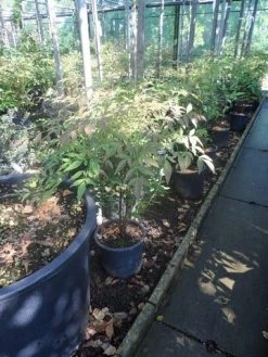 Hemelse Bamboe (Nandina Domestica) -Groene Wereld nandina domestica c5