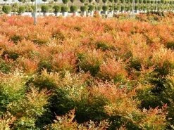 Hemelse Bamboe (Nandina Domestica 'Gulf Stream') -Groene Wereld nandina gulf stream 4