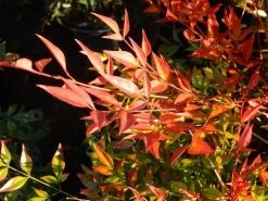 Hemelse Bamboe (Nandina Domestica 'Gulf Stream') -Groene Wereld nandina gulf stream 6