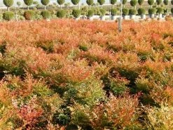 Hemelse Bamboe (Nandina Domestica 'Gulf Stream') -Groene Wereld nandina gulf stream 7