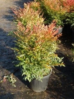Hemelse Bamboe (Nandina Domestica 'Gulf Stream') -Groene Wereld nandina gulf stream 8