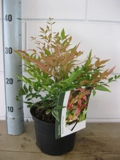 Hemelse Bamboe (Nandina Domestica 'Gulf Stream') -Groene Wereld nandina gulf stream c2 30 05 2017 2