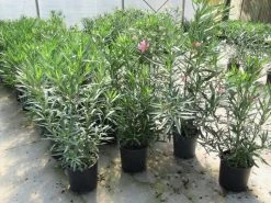 Roze Oleander (Nerium Oleander) 13 Roze Oleander (Nerium Oleander) -Groene Wereld nerium 60 80