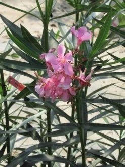 Roze Oleander (Nerium Oleander) 14 Roze Oleander (Nerium Oleander) -Groene Wereld nerium roze