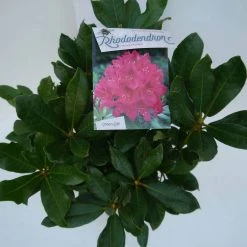 Rhododendron (Rhododendron 'Nova Zembla') -Groene Wereld nova zembla c5 boven 1