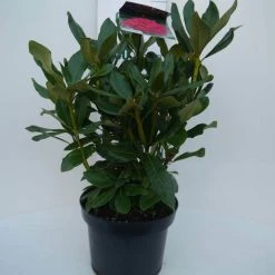 Rhododendron (Rhododendron 'Nova Zembla') -Groene Wereld nova zembla c5 voor 1