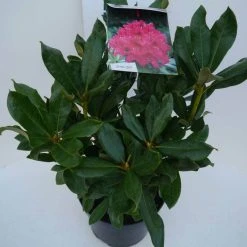 Rhododendron (Rhododendron 'Nova Zembla') -Groene Wereld nova zembla c5 zij 1