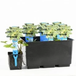 Gele Plomp (Nuphar Lutea) -Groene Wereld nuphar lutea 20170630103032