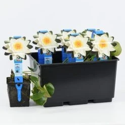 Waterlelie (Nymphaea 'Alba') -Groene Wereld nymphaea alba 20180404185113