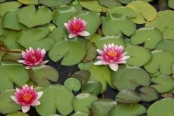 Waterlelie (Nymphaea 'Attraction') -Groene Wereld nymphaea attraction 2
