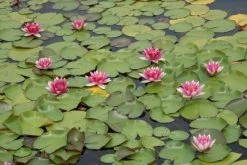 Waterlelie (Nymphaea 'Attraction') -Groene Wereld nymphaea attraction 3