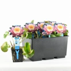 Waterlelie Fabiola (Nymphea 'Fabiola') 9 Waterlelie Fabiola (Nymphea 'Fabiola') -Groene Wereld nymphaea fabiola 20170629101935