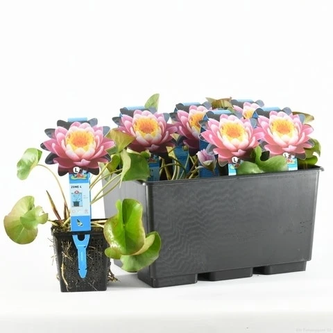 Waterlelie Fabiola (Nymphea 'Fabiola') 6 Waterlelie Fabiola (Nymphea 'Fabiola') - Afbeelding 4