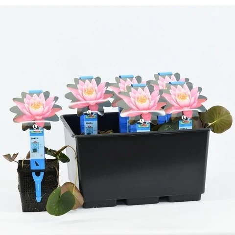 Waterlelie (Nymphaea 'Firecrest') 3 Waterlelie (Nymphaea 'Firecrest')