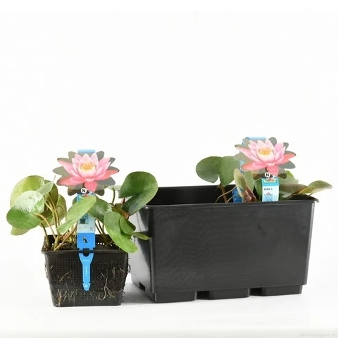 Waterlelie (Nymphaea 'Firecrest') 4 Waterlelie (Nymphaea 'Firecrest') - Afbeelding 2