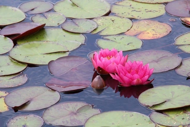 Waterlelie (Nymphaea 'James Brydon') 5 Waterlelie (Nymphaea 'James Brydon') - Afbeelding 3