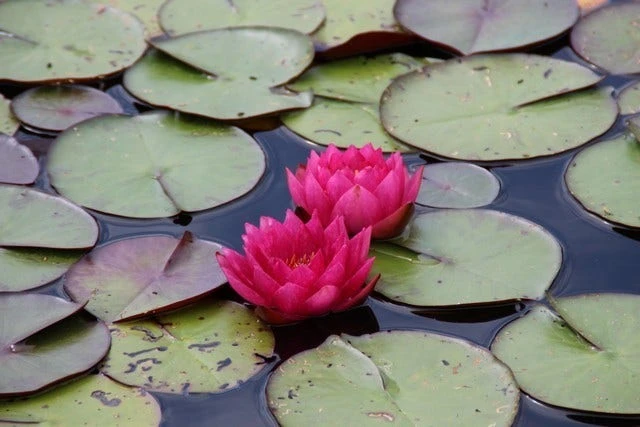 Waterlelie (Nymphaea 'James Brydon') 6 Waterlelie (Nymphaea 'James Brydon') - Afbeelding 4