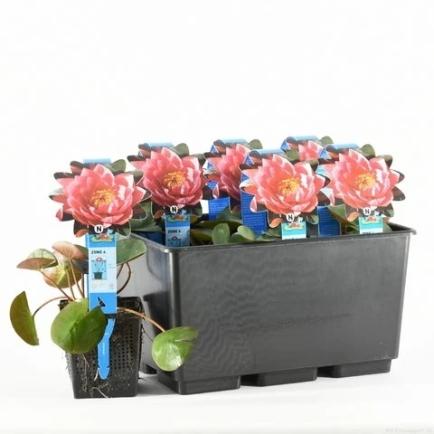 Waterlelie (Nymphaea 'James Brydon') 9 Waterlelie (Nymphaea 'James Brydon') - Afbeelding 7