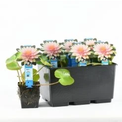 Waterlelie (Nymphaea 'Madame Wilfron Gonnere') 7 Waterlelie (Nymphaea 'Madame Wilfron Gonnere') -Groene Wereld nymphaea m d wilfron gonnere 20170629102658