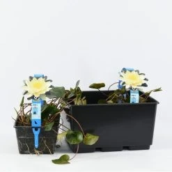 Waterlelie (Nymphaea 'Marliacea Chromatella') -Groene Wereld nymphaea marl. chromatella 3l. 20180409115712